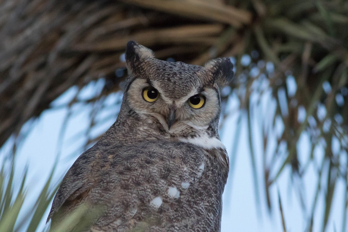 Great Horned Owl - ML638808525