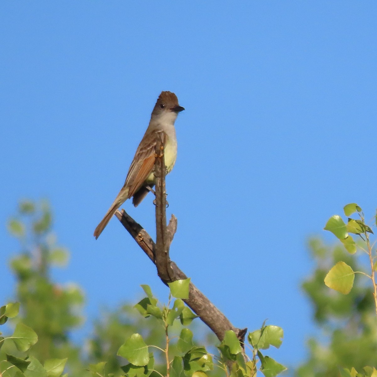 Brown-crested Flycatcher - ML638808529