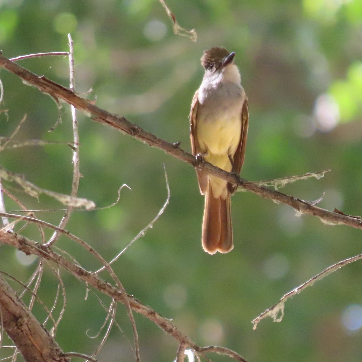 Brown-crested Flycatcher - ML638808530