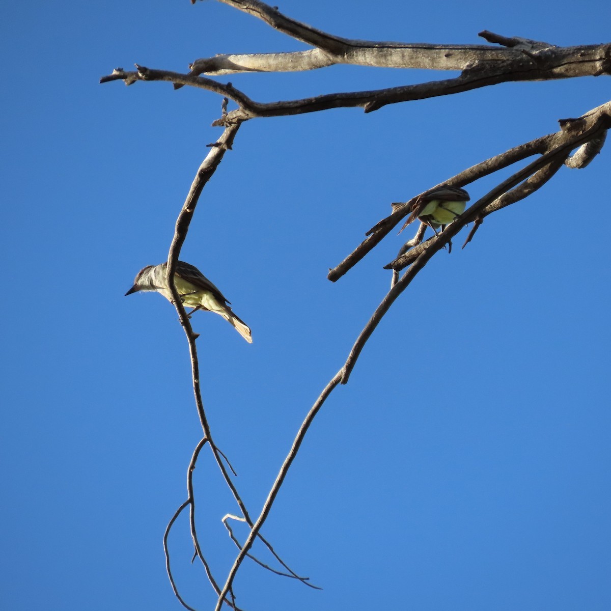 Brown-crested Flycatcher - ML638808531