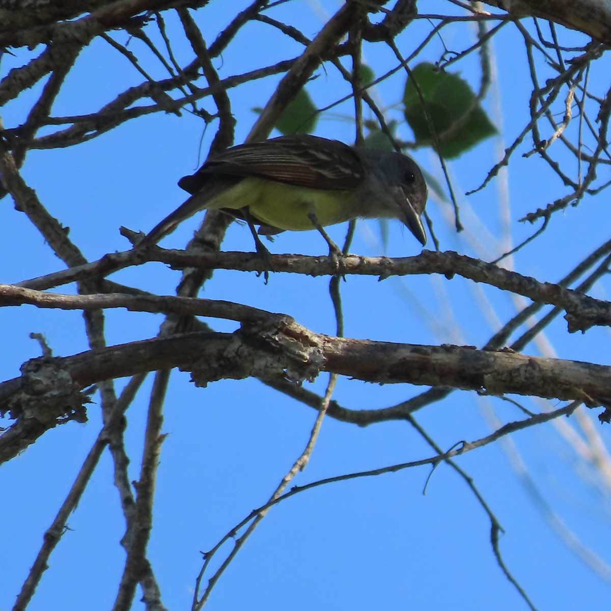 Brown-crested Flycatcher - ML638808532
