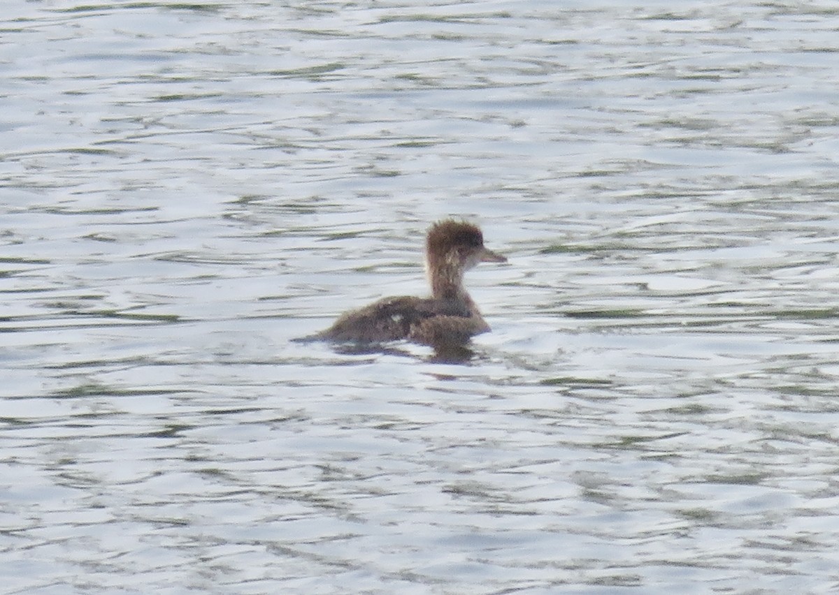 Hooded Merganser - ML638808537