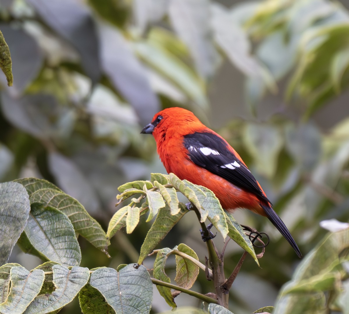 White-winged Tanager - ML638808560