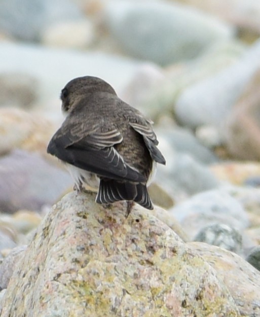 Bank Swallow - ML638808592