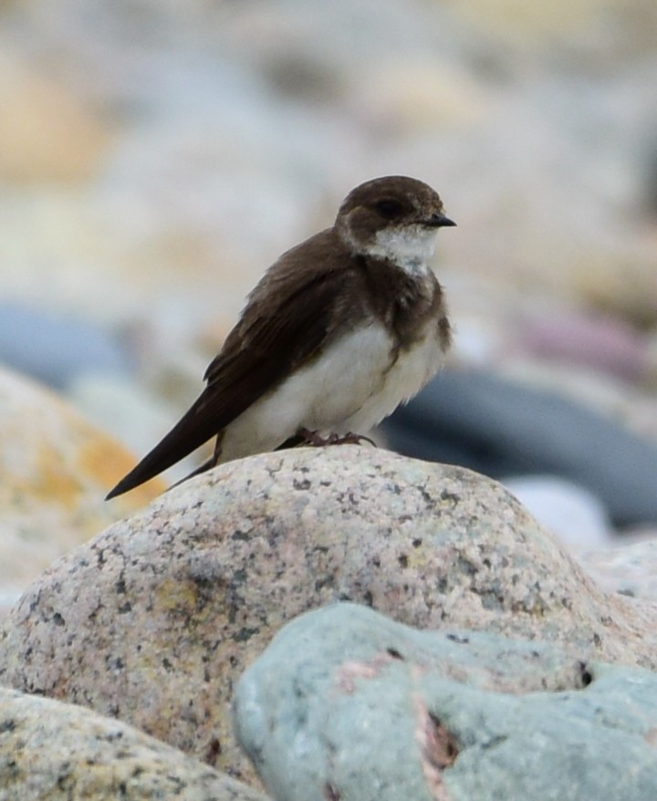 Bank Swallow - ML638808594