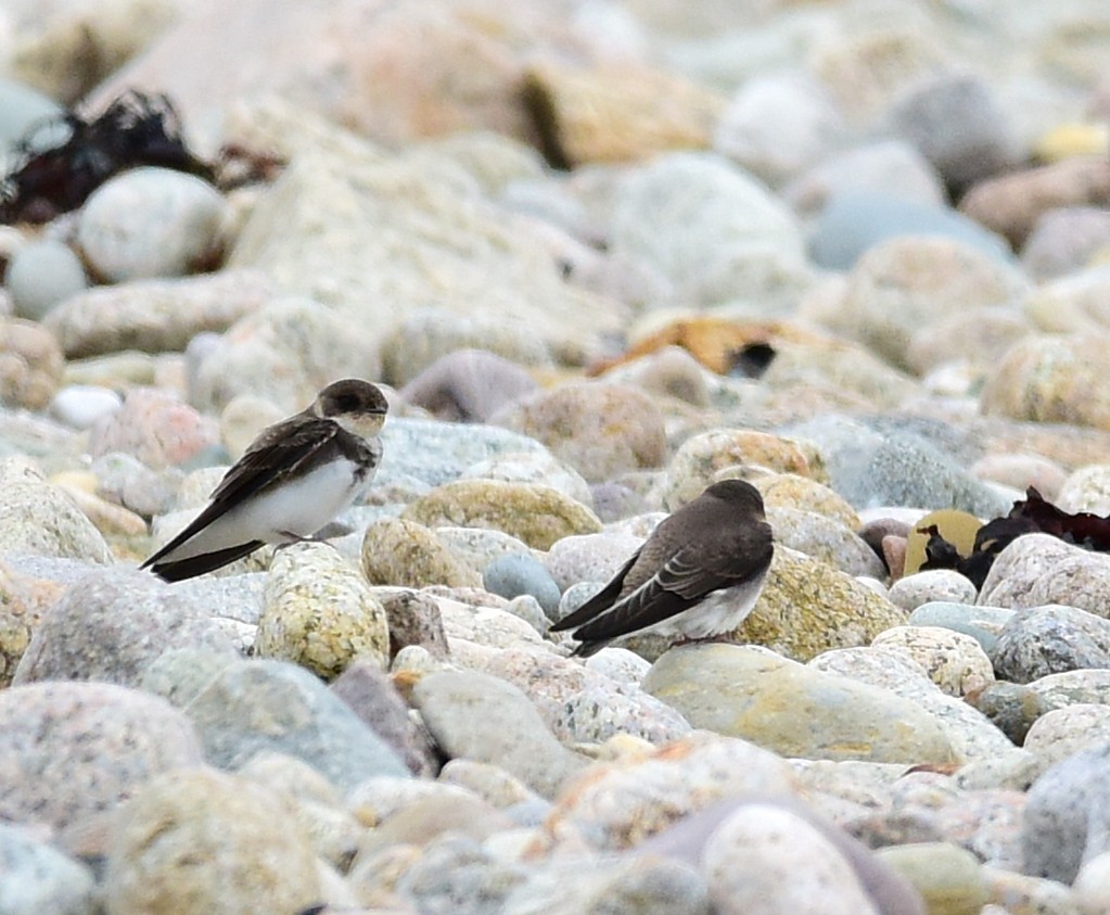 Bank Swallow - ML638808595