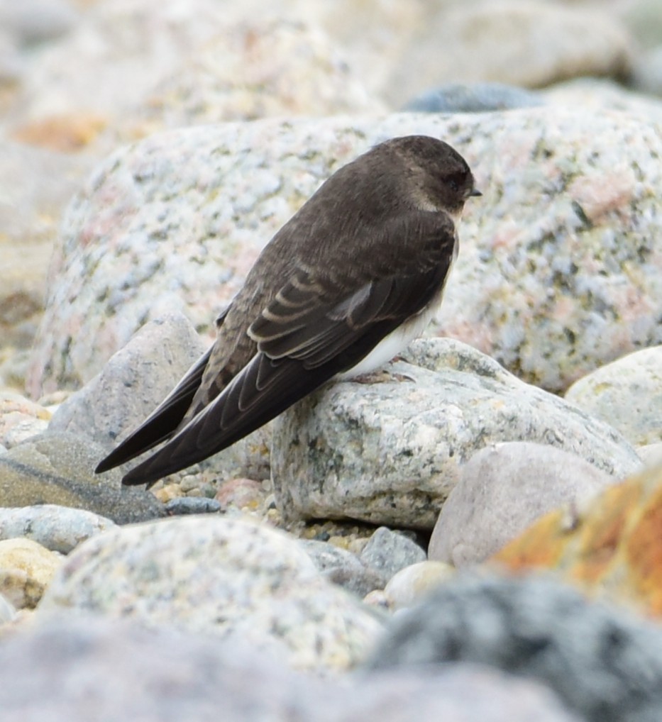 Bank Swallow - ML638808596