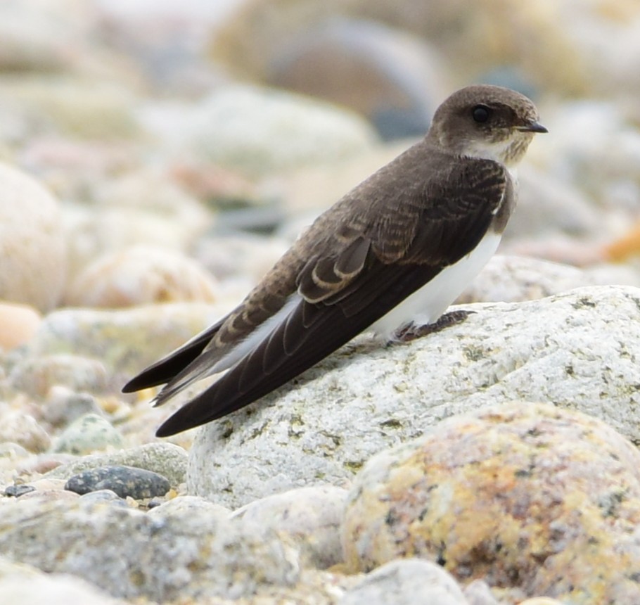 Bank Swallow - ML638808598