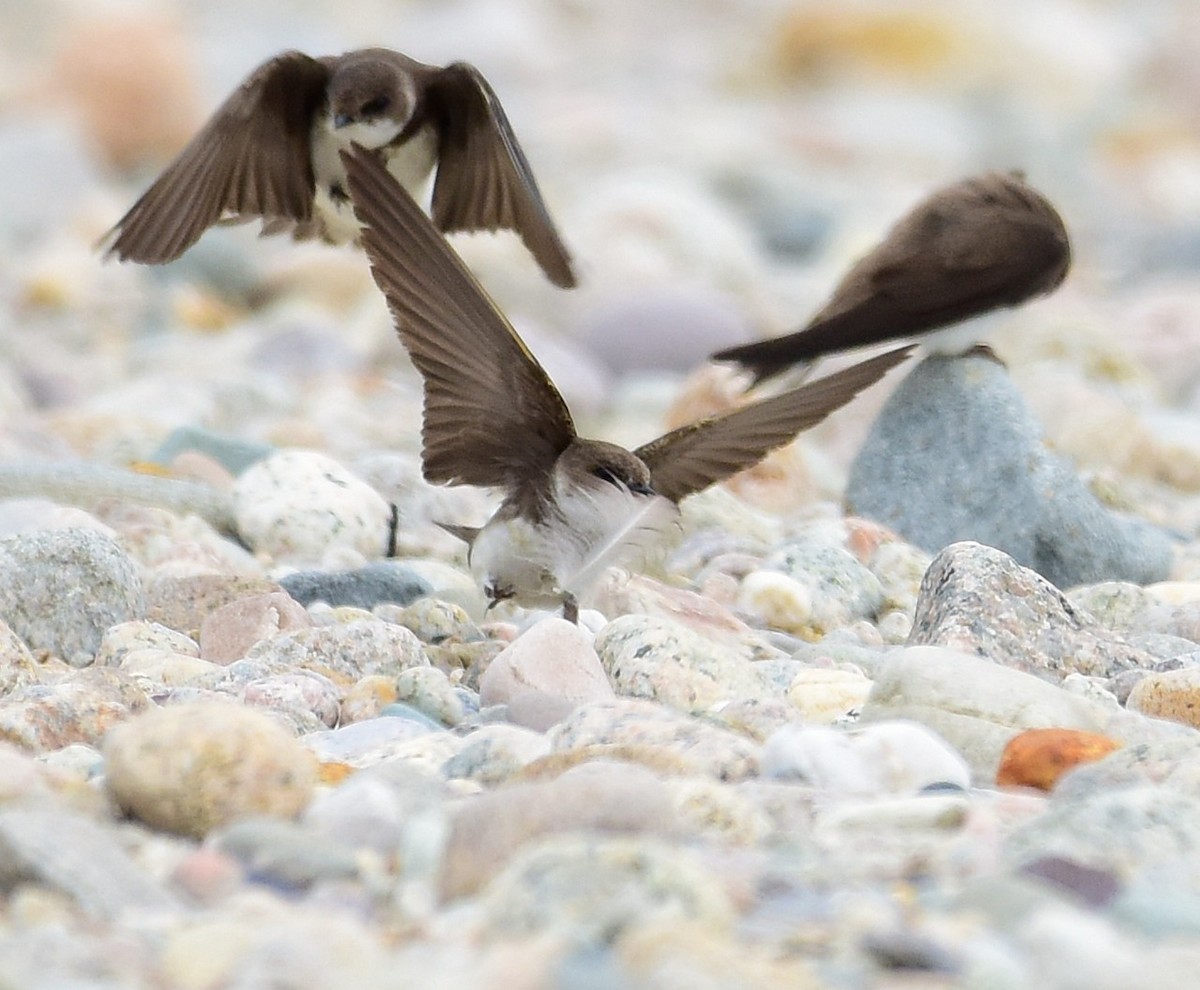 Bank Swallow - ML638808600