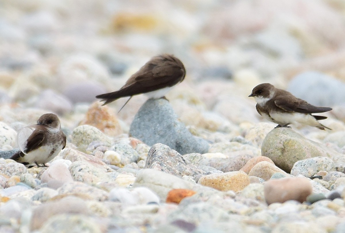 Bank Swallow - ML638808601