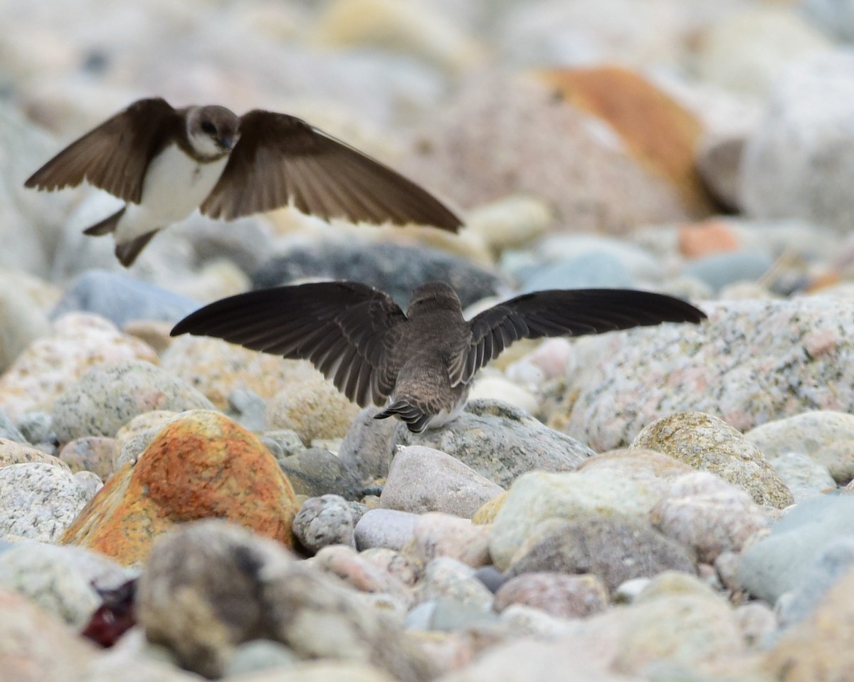 Bank Swallow - ML638808602