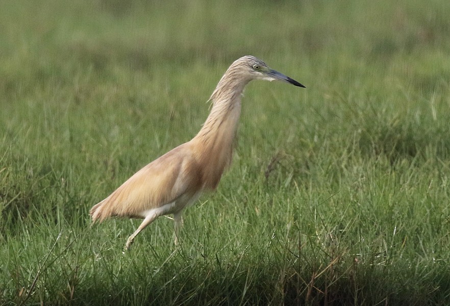 Squacco Heron - ML638808719