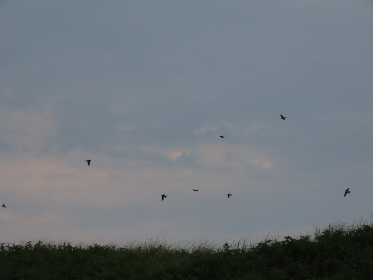 Bank Swallow - ML638808786