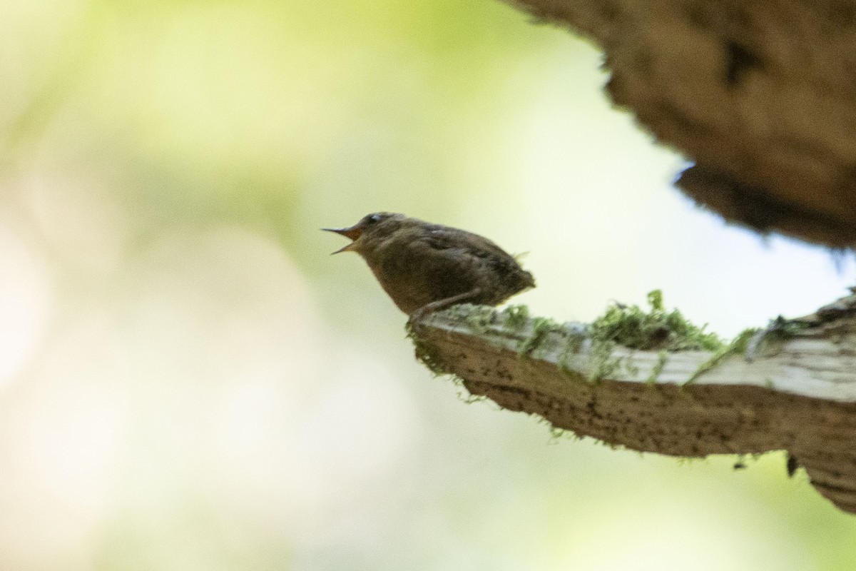 Pacific Wren - ML638808794