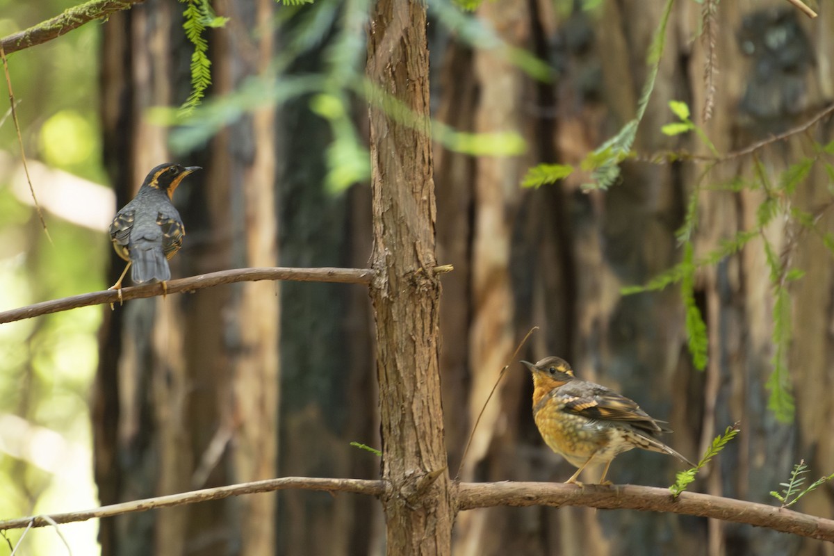 Varied Thrush - ML638808798