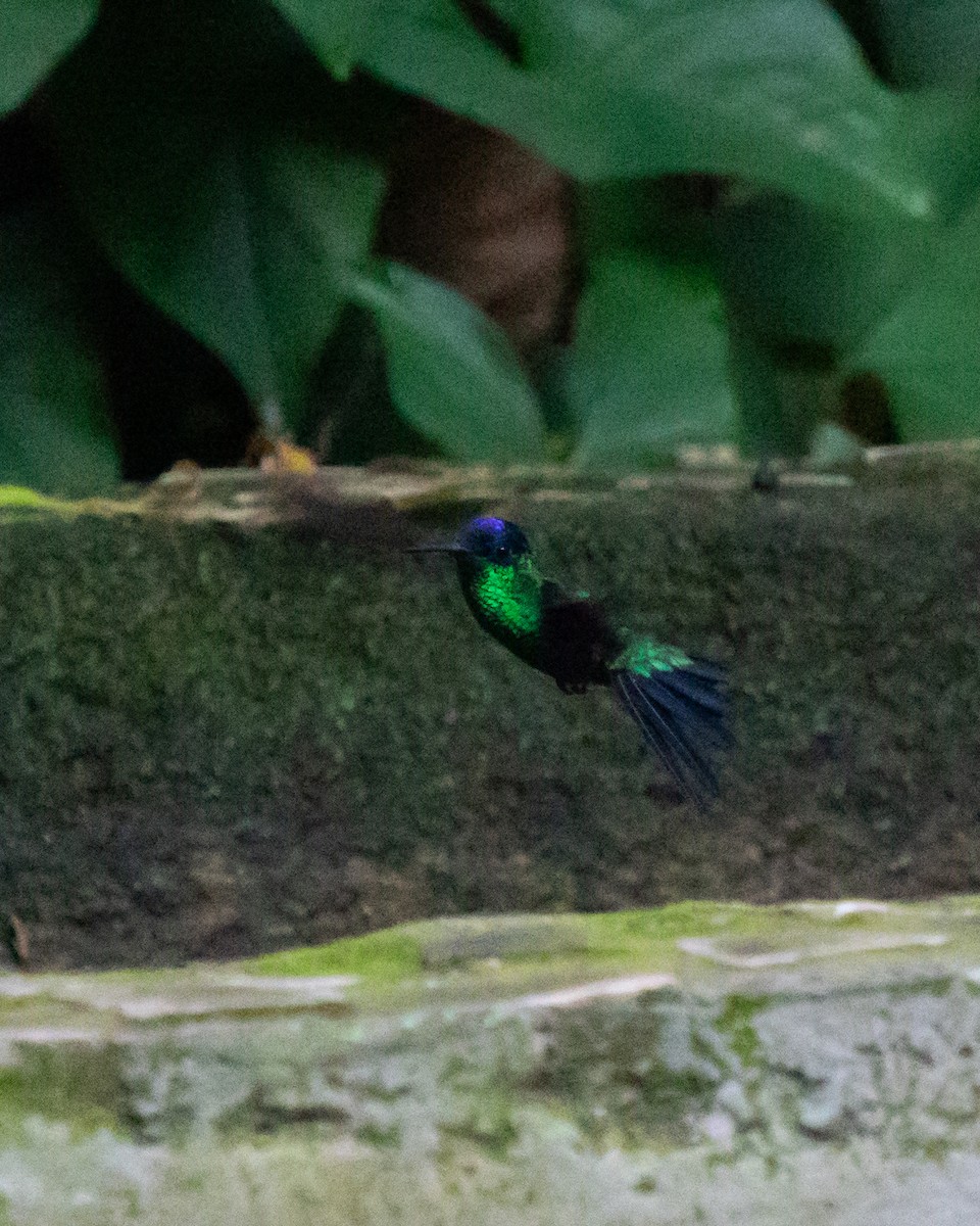 Violet-capped Woodnymph - ML638808801