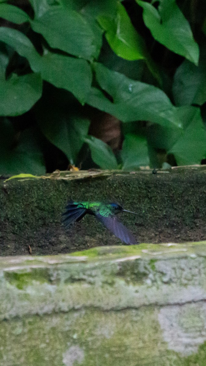 Violet-capped Woodnymph - ML638808804