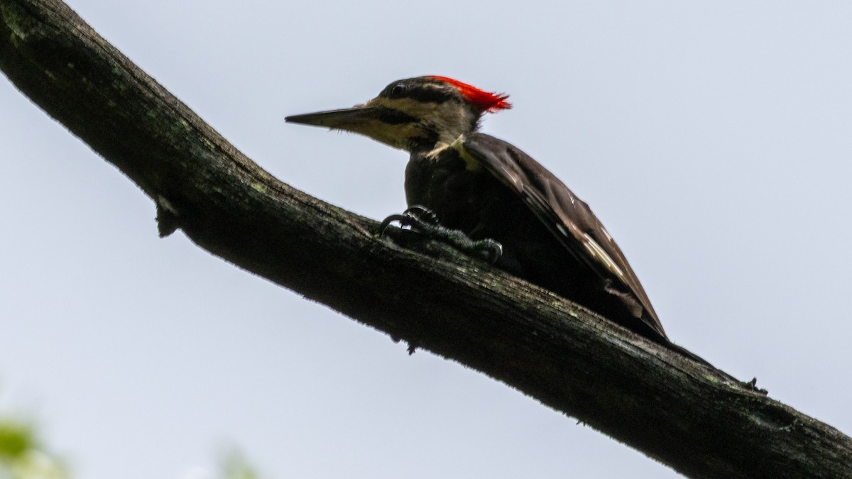 Pileated Woodpecker - ML638808830