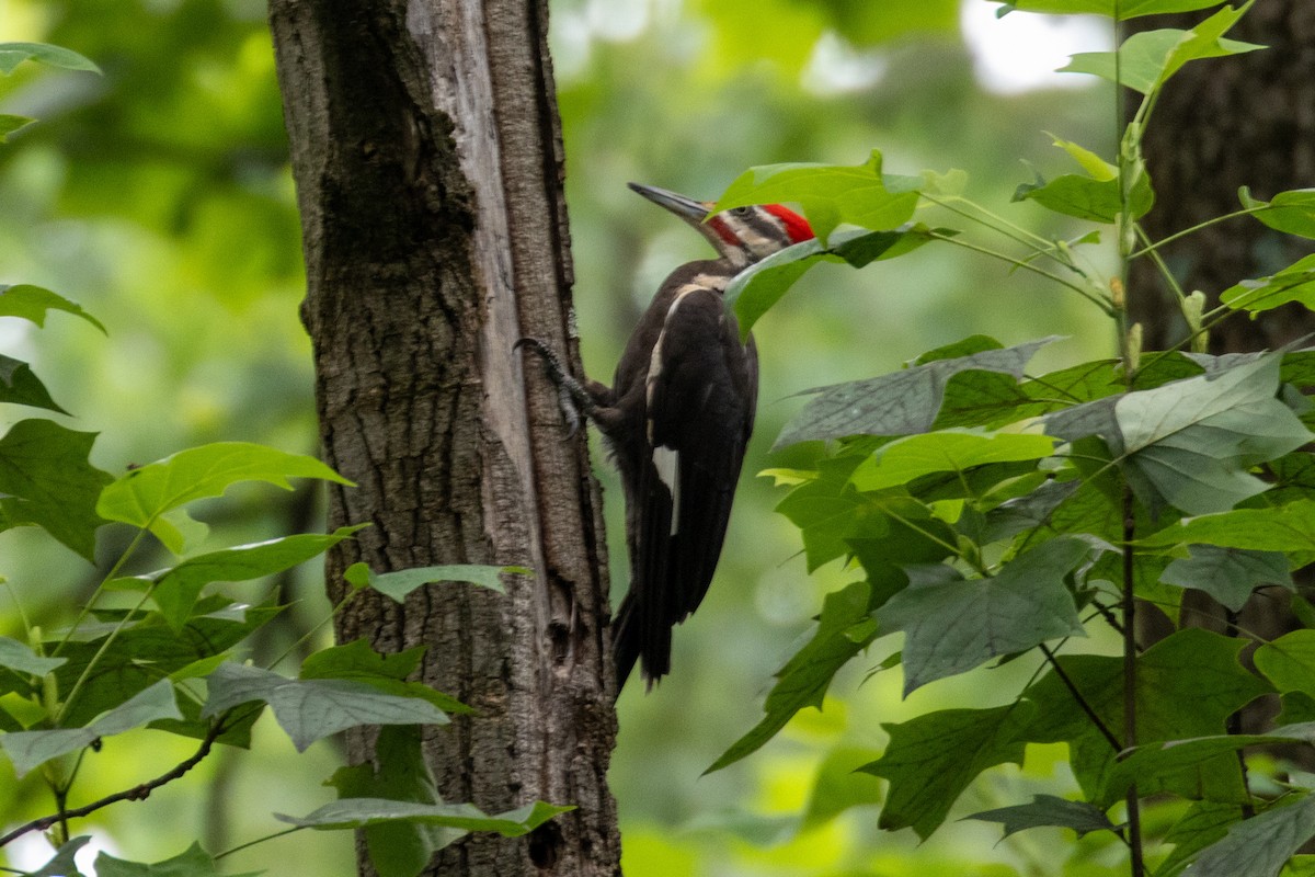 Pileated Woodpecker - ML638808831
