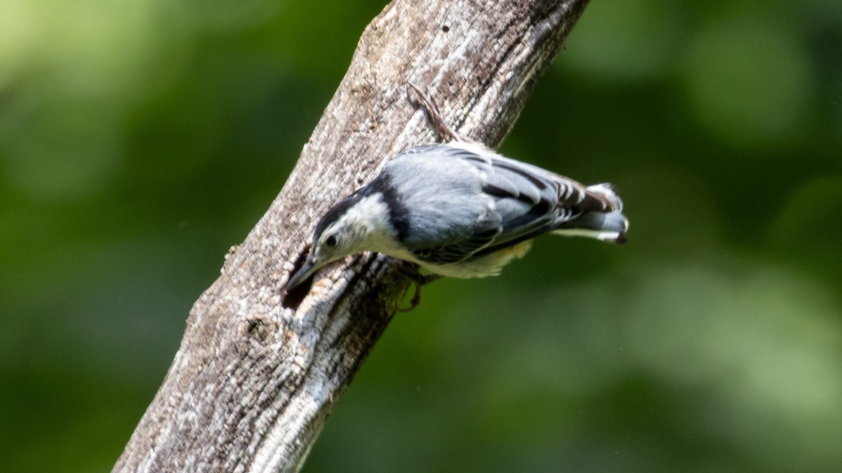White-breasted Nuthatch - ML638808846