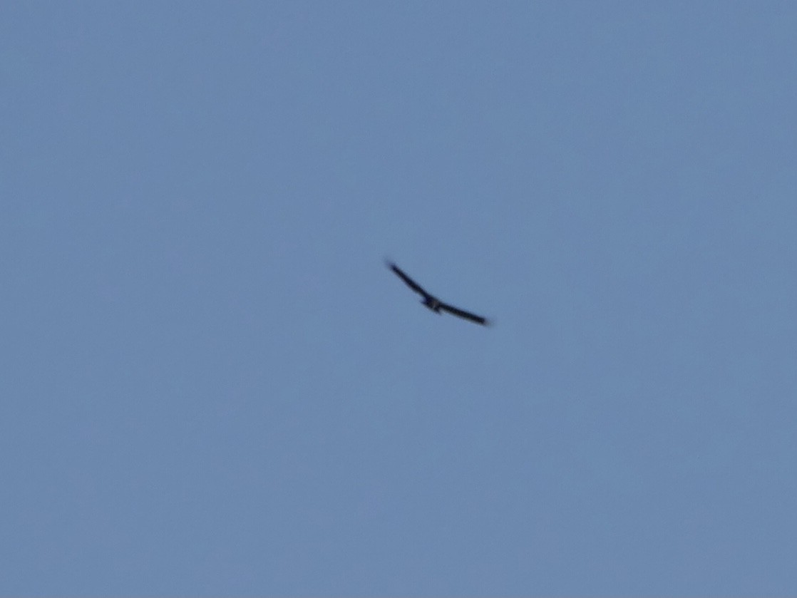 Black Vulture - ML638808848