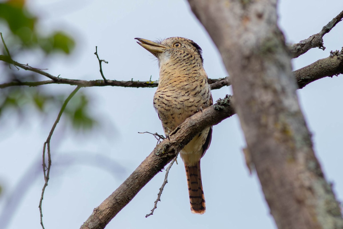 Barred Puffbird - ML638808884