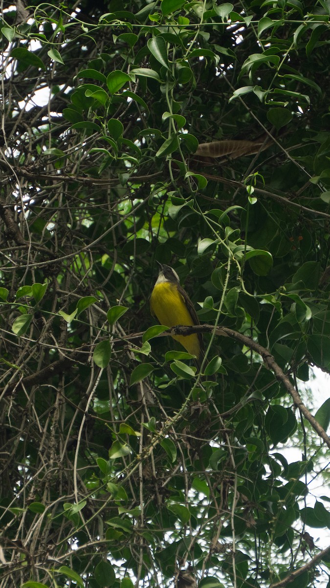 Social Flycatcher - ML638808961