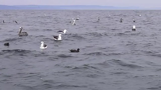 Black-browed Albatross - ML638808988