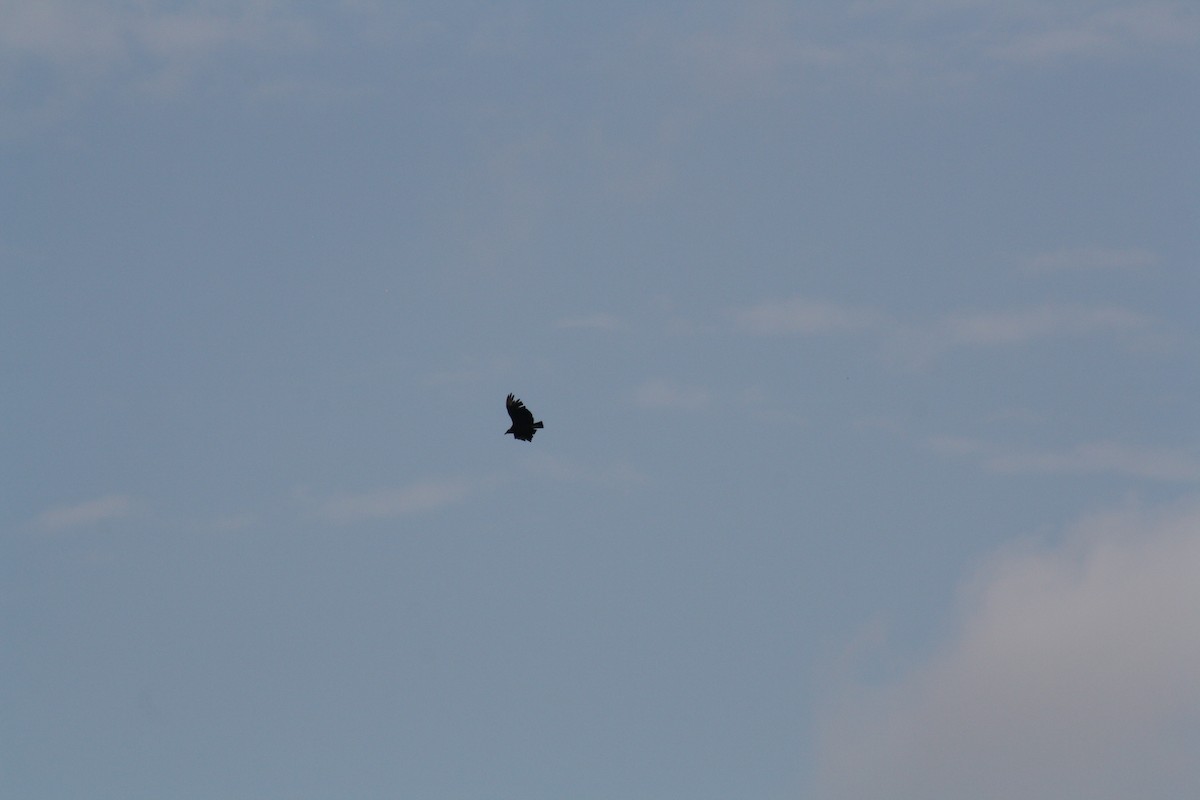 Black Vulture - ML638808989