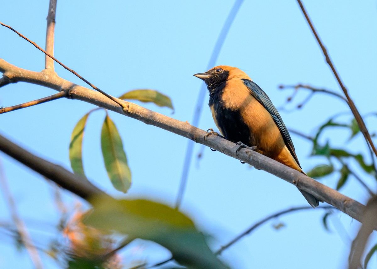 Burnished-buff Tanager - ML638808994