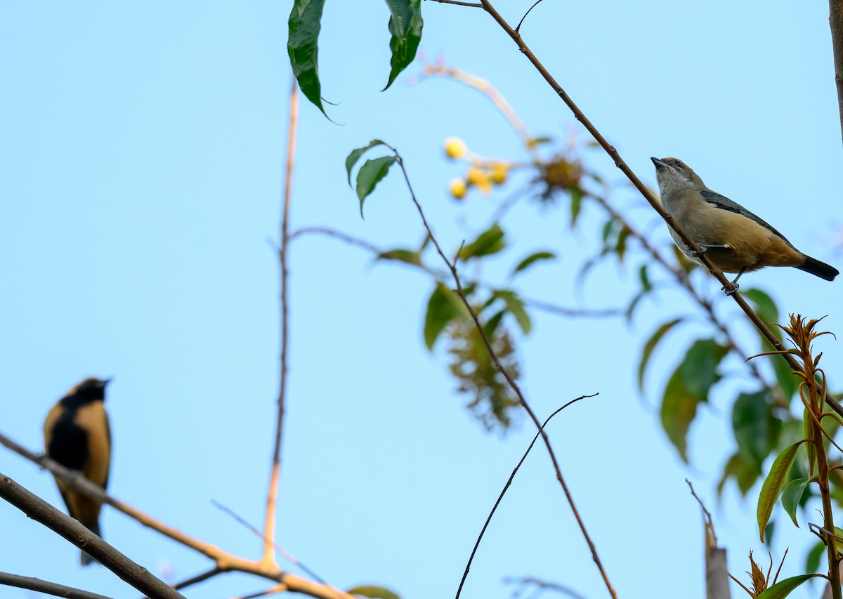 Burnished-buff Tanager - ML638808995