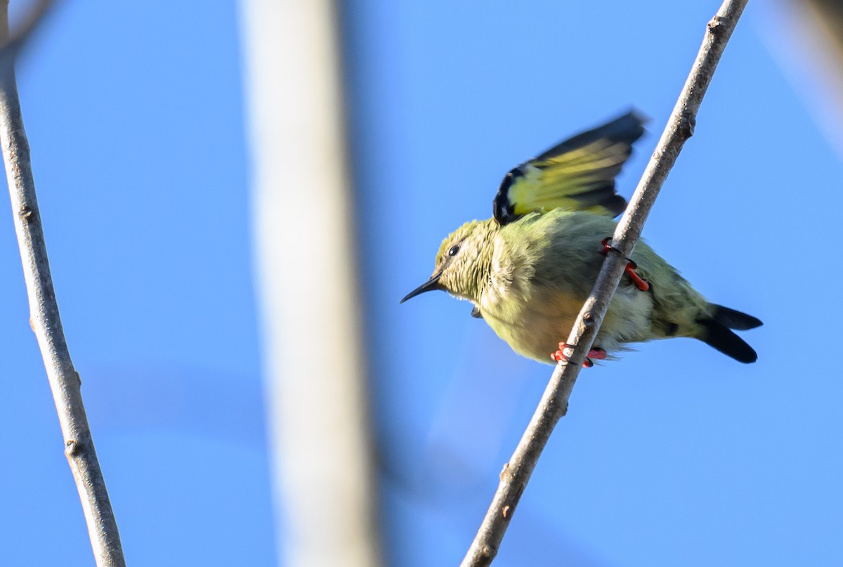 Red-legged Honeycreeper - ML638809011
