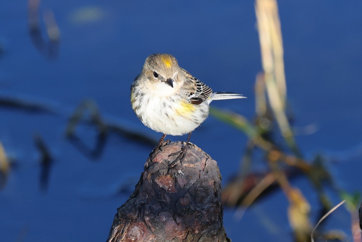 Yellow-rumped Warbler - ML638809072
