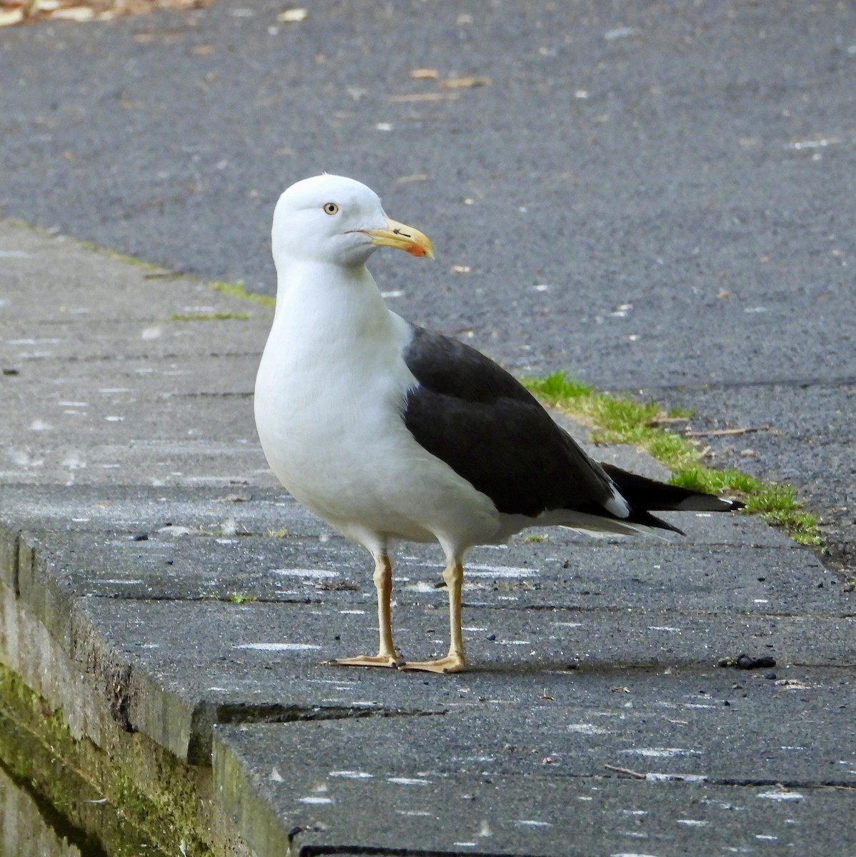 Lesser Black-backed Gull - ML638809075