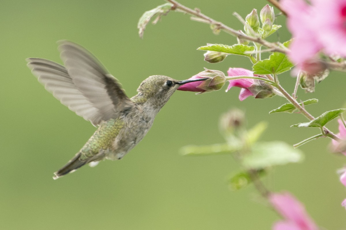 Anna's Hummingbird - ML638809196