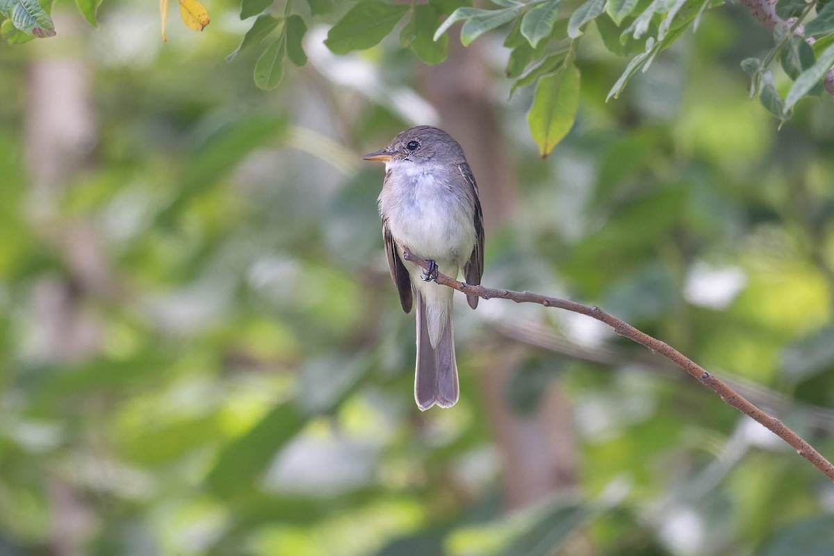 Alder/Willow Flycatcher (Traill's Flycatcher) - ML638809251