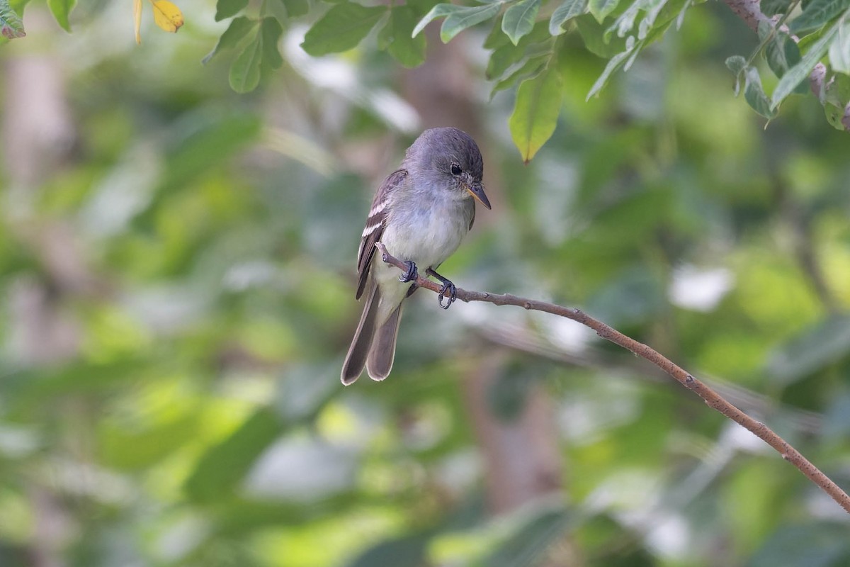 Alder/Willow Flycatcher (Traill's Flycatcher) - ML638809252