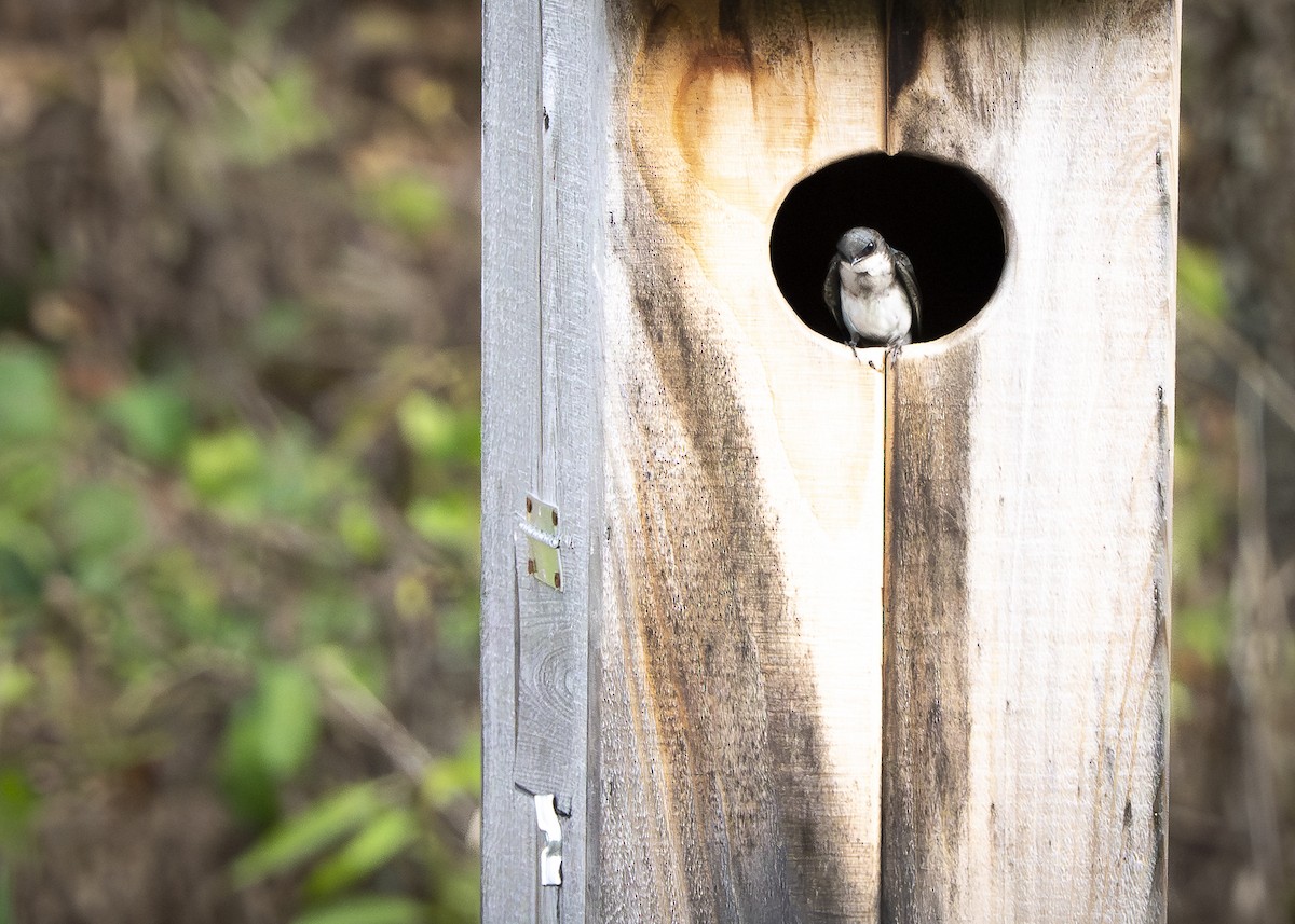 Tree Swallow - ML638809272