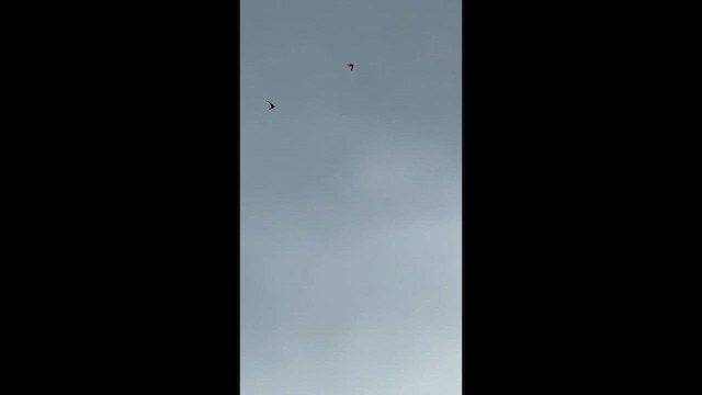 Chimney Swift - ML638809276
