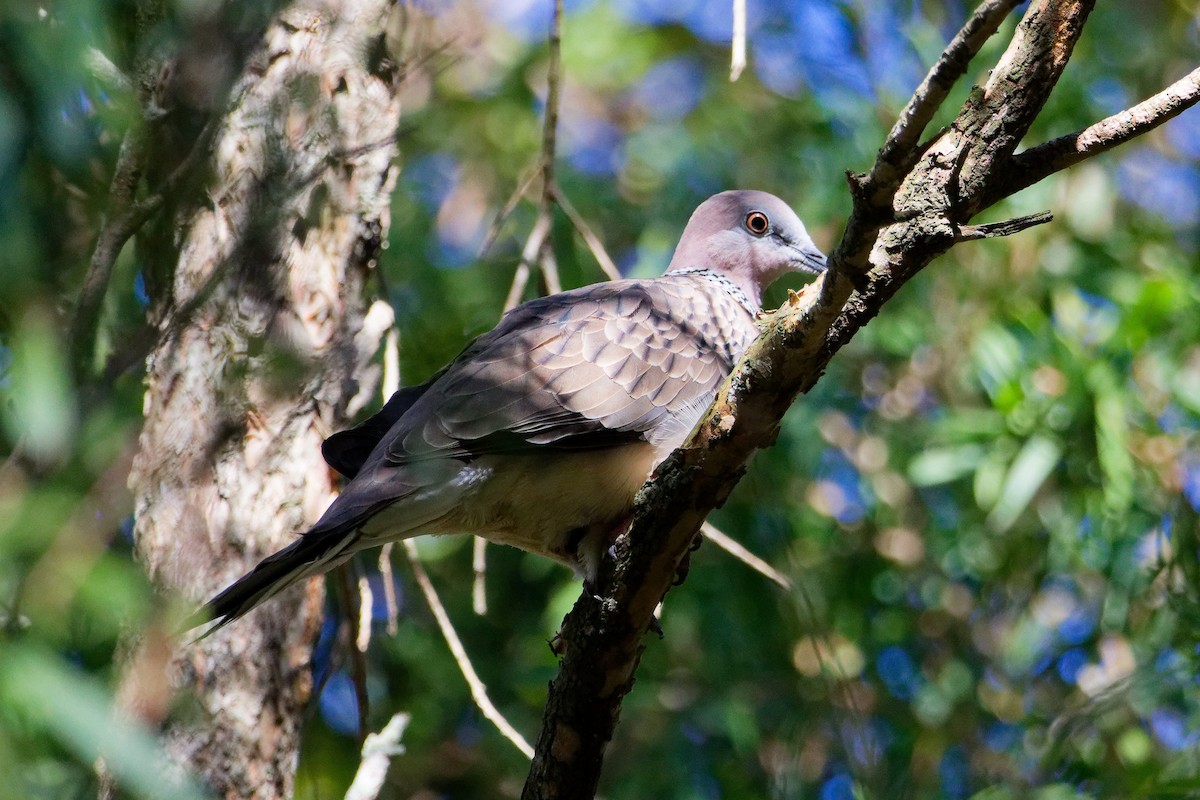 Spotted Dove - ML638809301