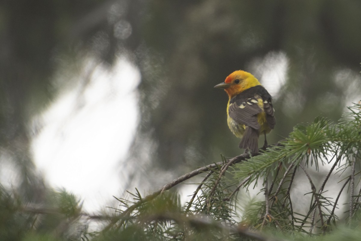 Western Tanager - ML638809324
