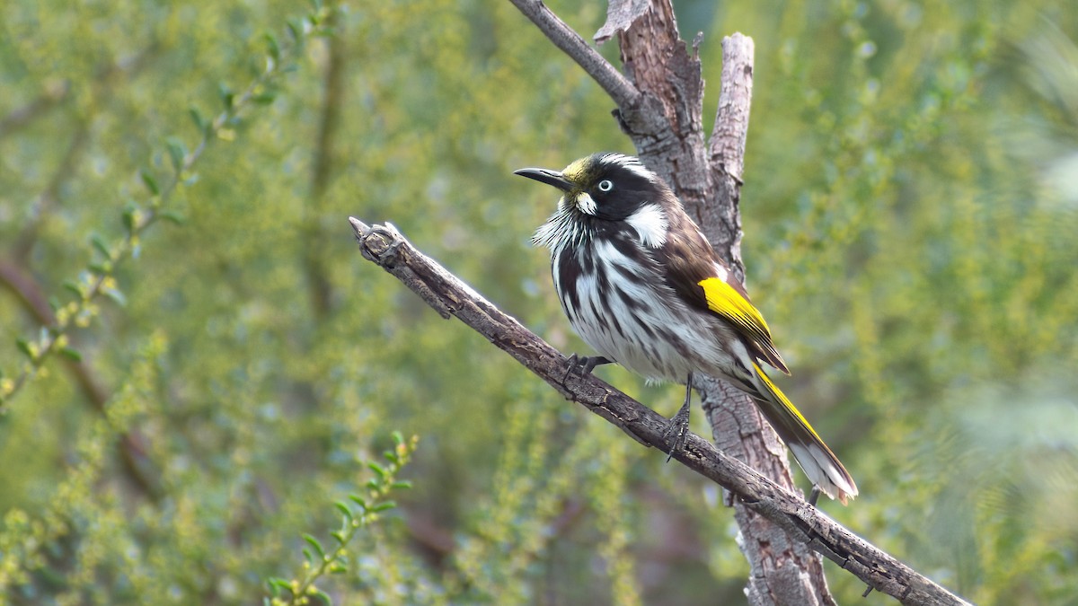 New Holland Honeyeater - ML638809335