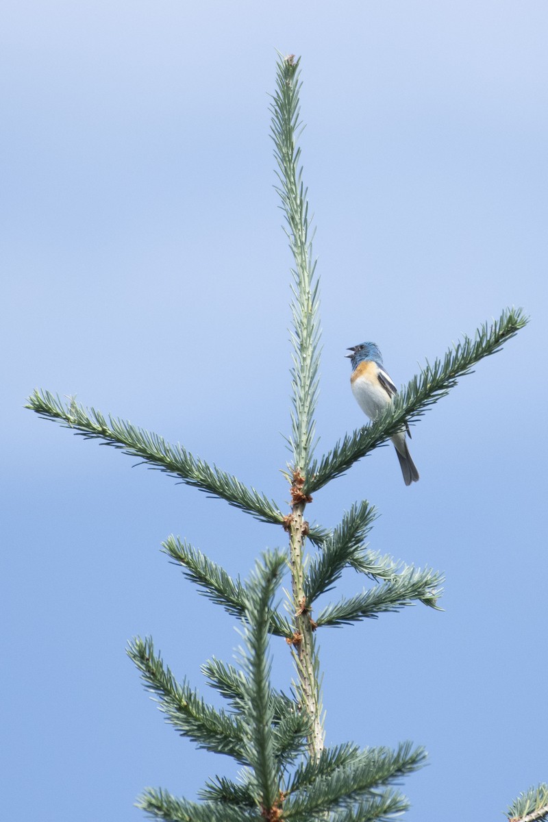 Lazuli Bunting - ML638809387