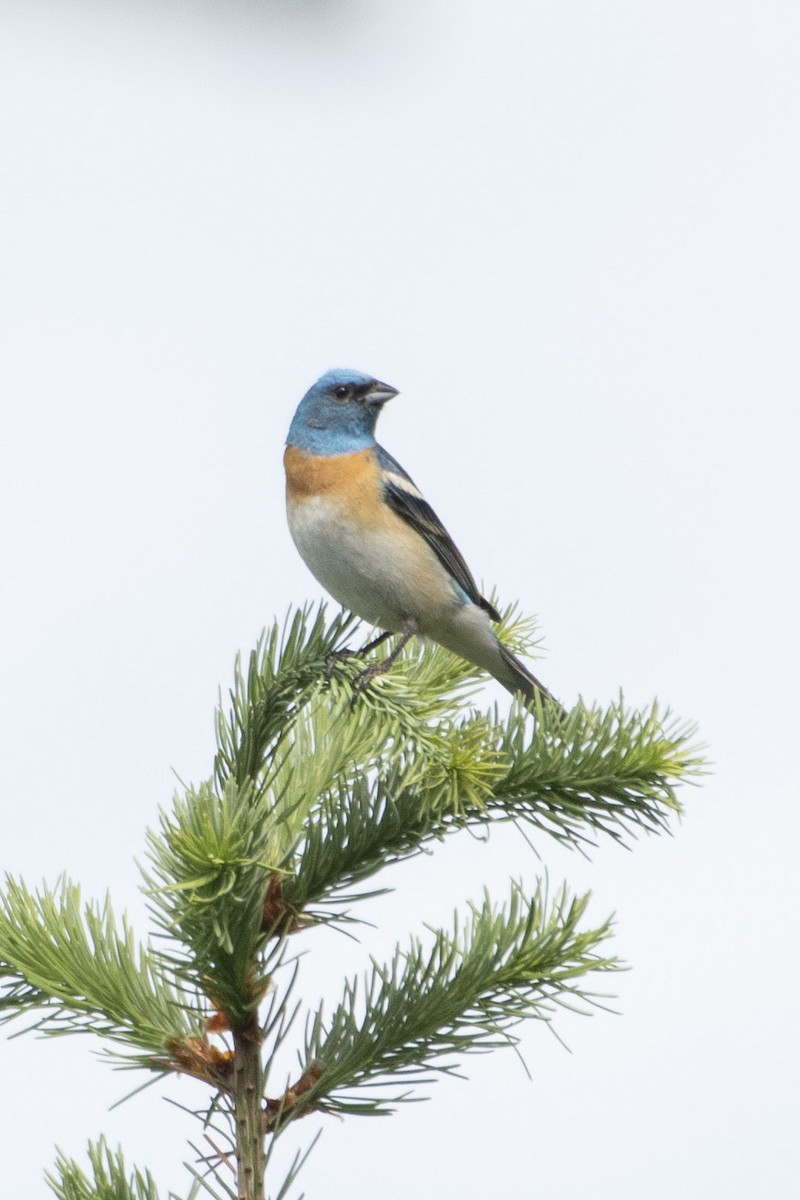 Lazuli Bunting - ML638809388