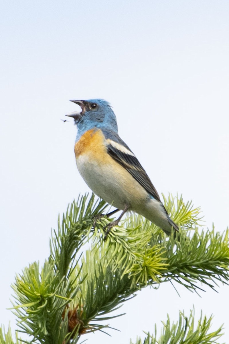 Lazuli Bunting - ML638809389
