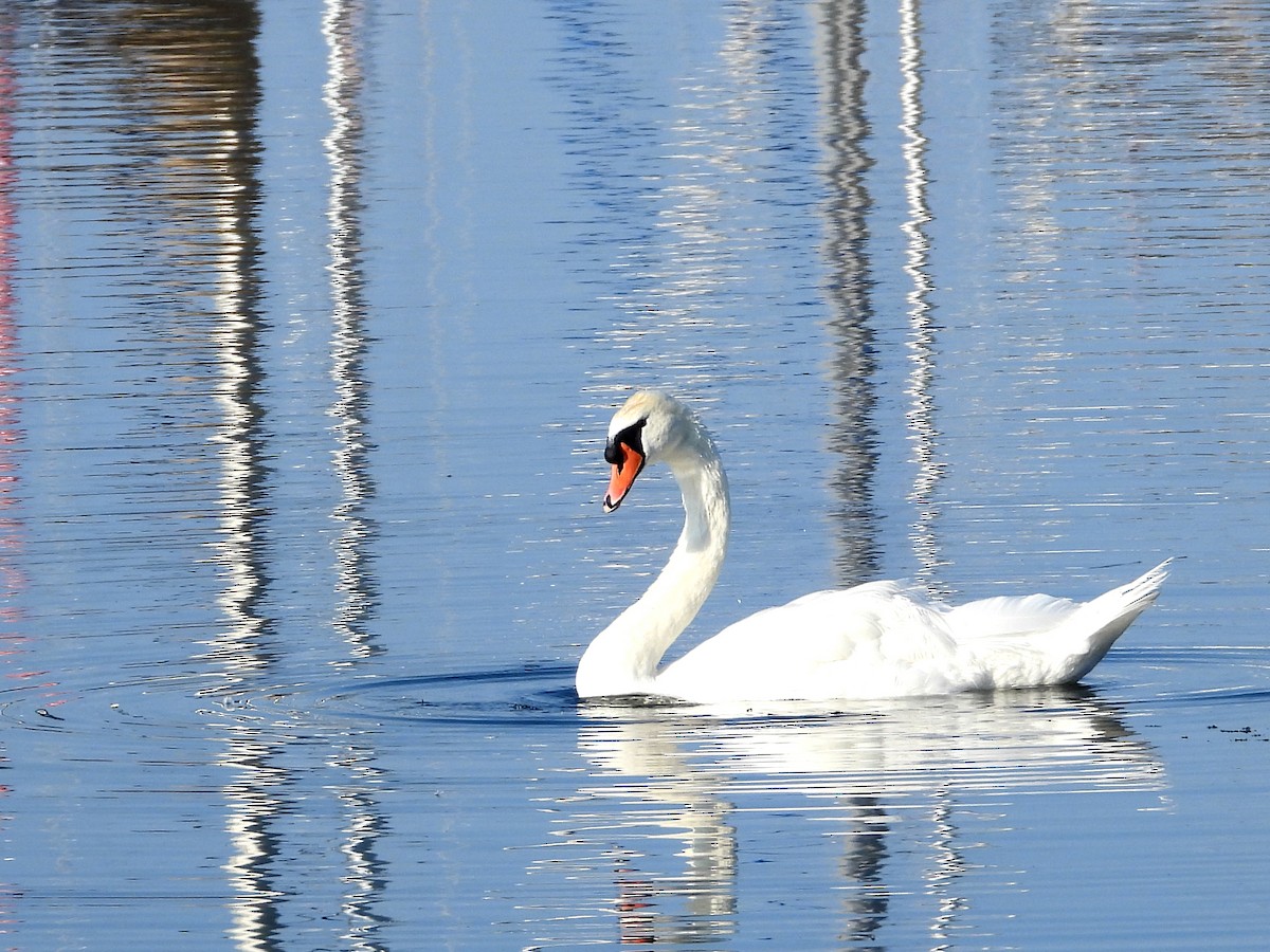 Mute Swan - ML638809468