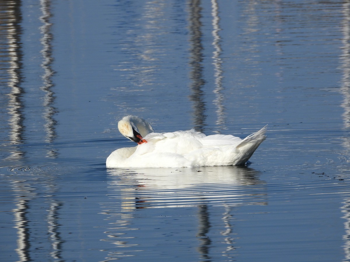 Mute Swan - ML638809469