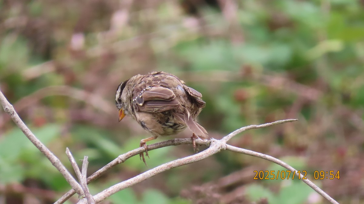 White-crowned Sparrow (nuttalli) - ML638809526