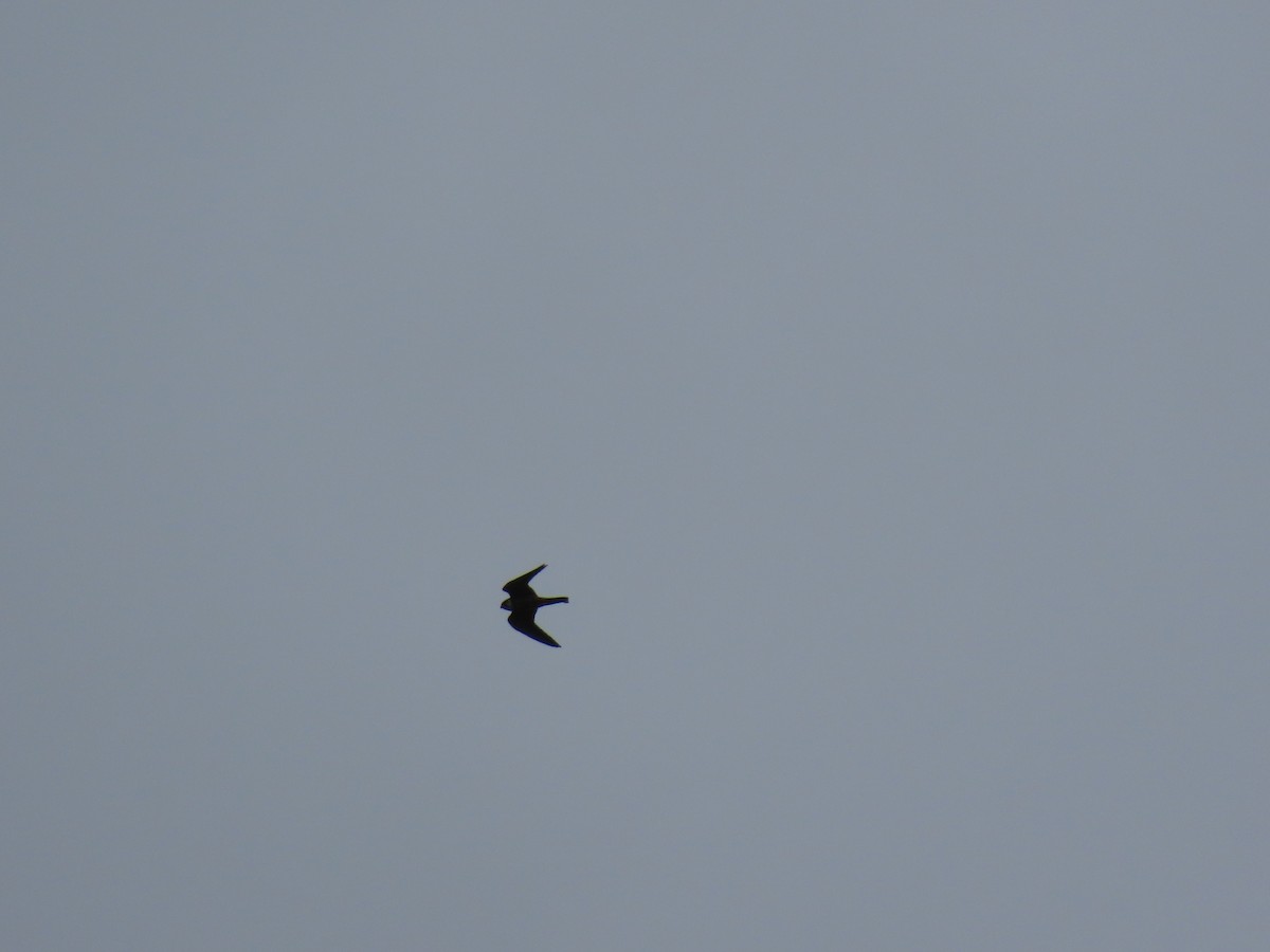 Eurasian Hobby - ML638809528