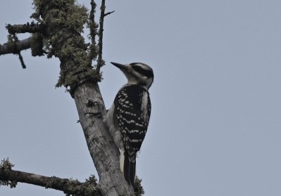 Hairy Woodpecker - ML638809580